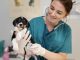 Los 3 mejores cursos fp de auxiliar técnico veterinario